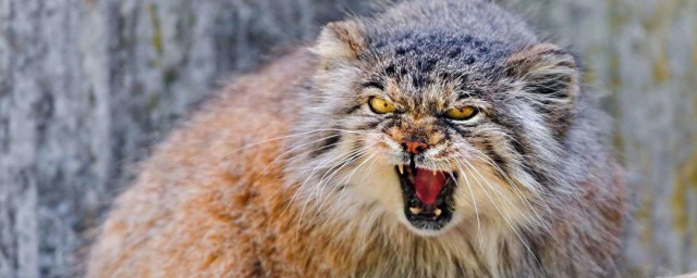 兔狲的特点是什么(锖兔性格特点)