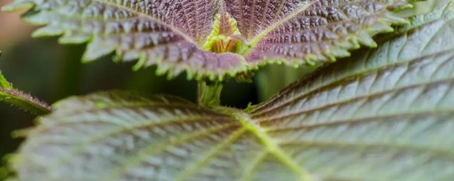 紫苏煮鸡蛋有什么功效(鸡蛋煮紫苏的功效)