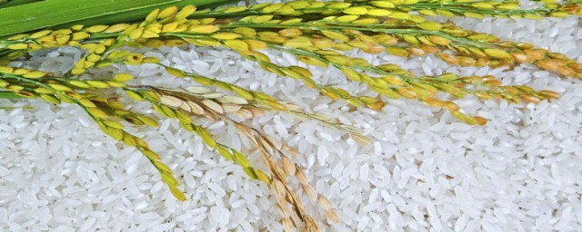 怎么种糯米(糯米种植技术)