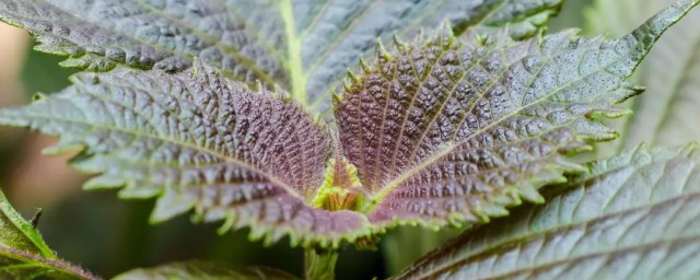 紫苏叶有什么功效(干的紫苏叶有什么功效)