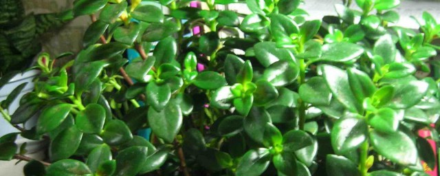 金鱼吊兰花怎样能栽活(怎样养金鱼吊兰才能开花)