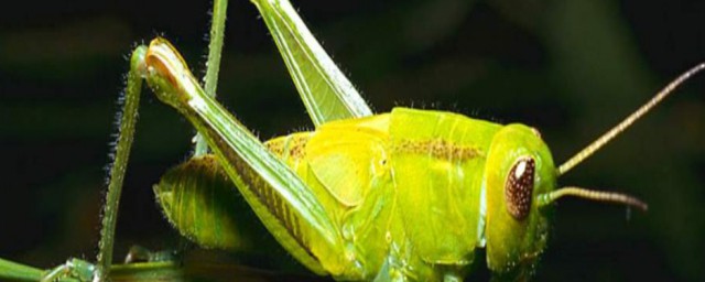 绿蝈蝈简单介绍(绿蝈蝈是什么样的)