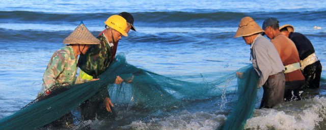 鲈鱼的功效与作用是什么(鲈鱼的功效与作用)