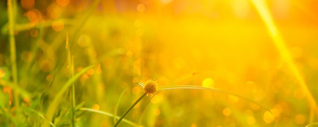 今夜露水重明天太阳红是什么意思(今夜露水重后面一句是什么)