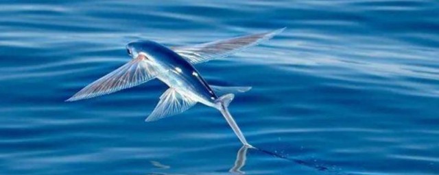 会飞的动物都有哪些(哪种动物会飞)