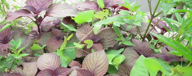 紫苏的对皮肤的好处(紫苏对身体的好处)