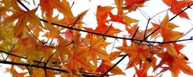 枫烯鲨酸是什么(枫烯鲨酸是什么食物含有?)