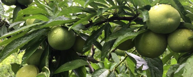 蜂糖李和青脆李的区别是什么(青脆李和蜂糖李哪个好吃)