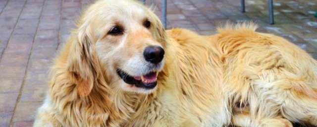 让金毛犬听话要怎样做(3个训练金毛狗狗听话的好方法)