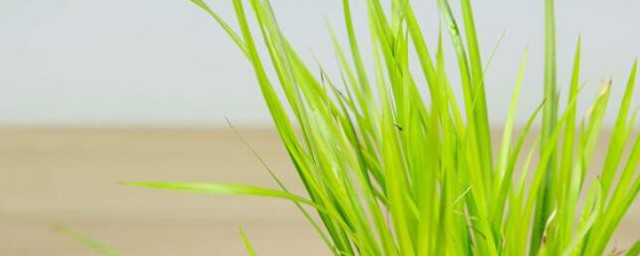 菖蒲的含义(菖蒲指的是什么)