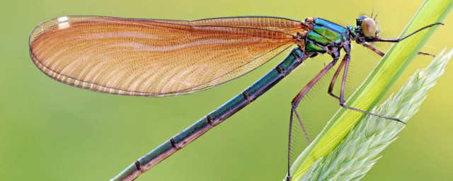 吃害虫的动物包括什么(吃害虫的动物有哪些动物)