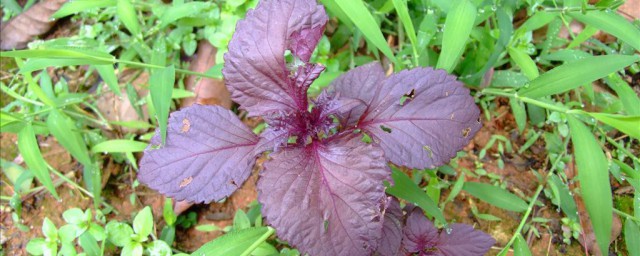 制作凉拌紫苏叶的方法(紫苏叶怎么做法)