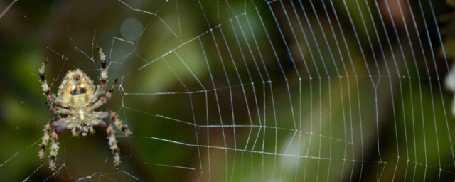 关于蜘蛛的简单介绍(简单介绍蜘蛛的特点)