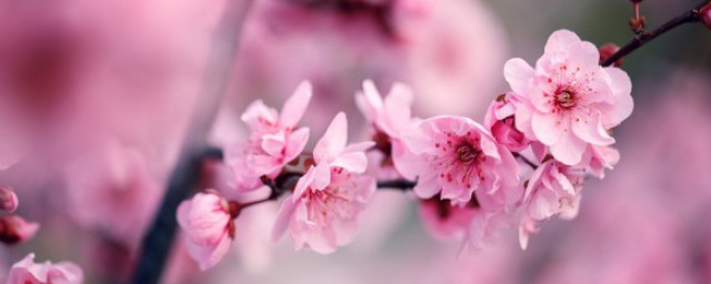 卜算子咏梅创作背景是什么