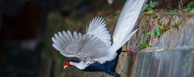 关于白鹇的特点(白瘖的成因)