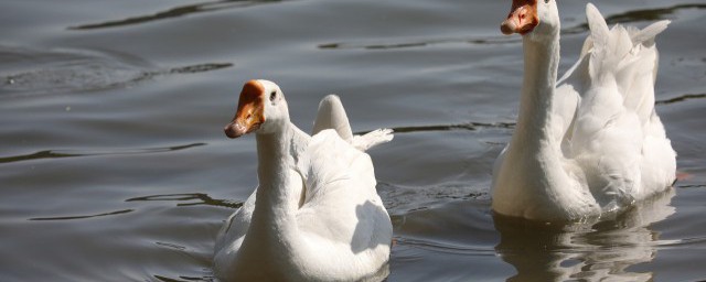 鹅肉放什么配料炖好吃(炖鹅肉都放什么佐料)