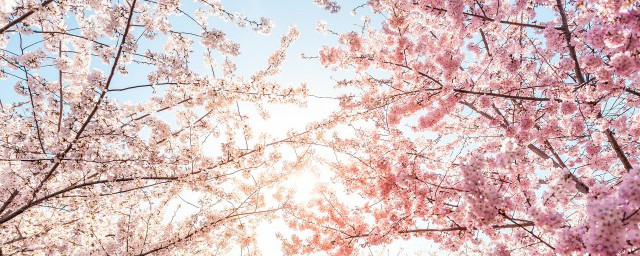 用马克笔画樱花教程(樱花用马克笔怎么画漂亮又简单)