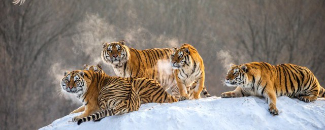 调虎离山计出自哪里(调虎离山计的意思是什么)