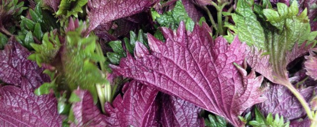 紫苏的好处(孕妇能不能吃紫苏, 紫苏的好处)