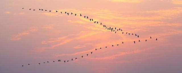 关于大雁的介绍(大雁的简介的资料(短的!)