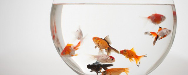 金鱼简笔画教程(金鱼简笔画 简单 画法)