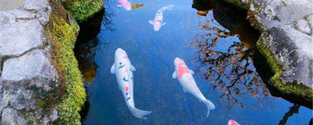 怎么理解水至清则无鱼人至察则无徒(水水至清则无鱼人至察则无徒)