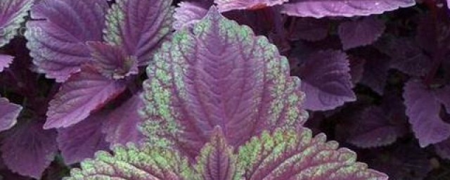 关于紫苏的简介(紫苏其他名称)