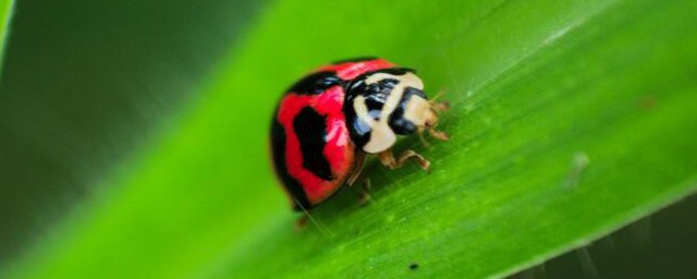 家里生七星瓢虫了如何才能消灭掉(屋里有很多七星瓢虫怎么驱赶)