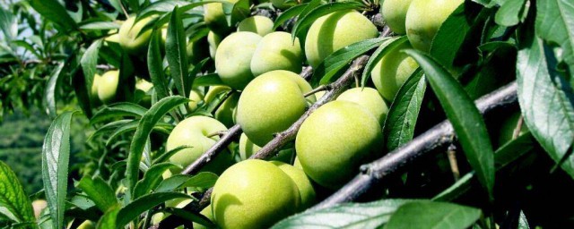 蜂糖李是哪里产的呢(蜂糖李出产地)