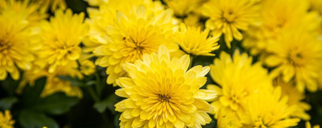 菊花柠檬的功效有哪些(柠檬片和菊花的功效与作用)