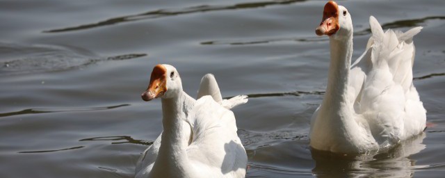 鹅妈妈简笔画教程(企鹅妈妈简笔画)