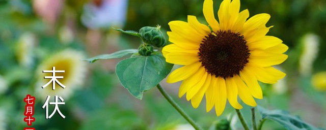 2021入伏时间(2021入伏时间计算)