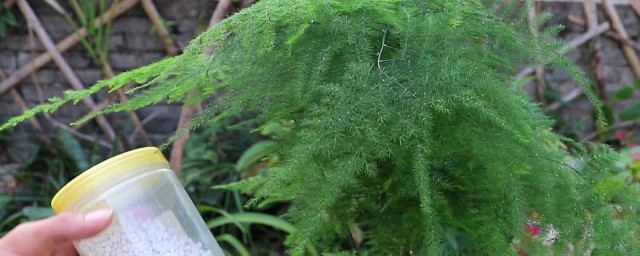 文竹如何移植(刚移栽文竹的养殖方法和注意)