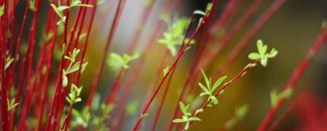 红瑞木的花语介绍(红瑞木的诗词)