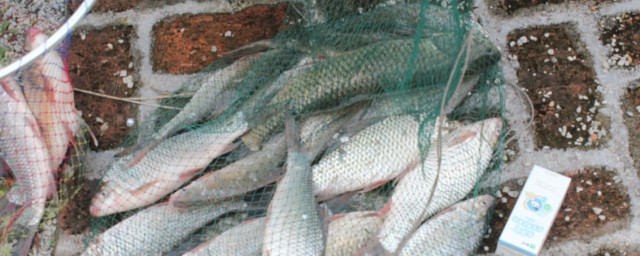 关于梦见钓了好多鱼的意思(梦见钓鱼钓了好多鱼什么意思)