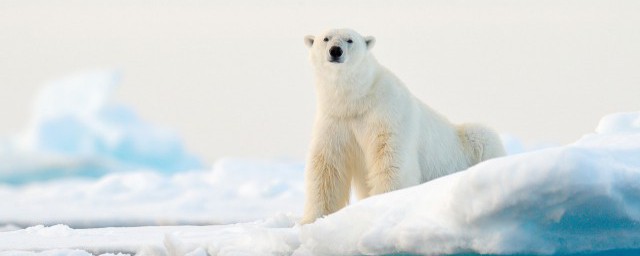 动物的特殊本领介绍(各种动物的特殊本领)