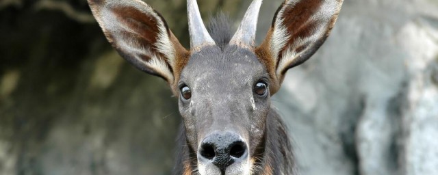 关于鬣羚的特点(鬣羚是保护动物吗)