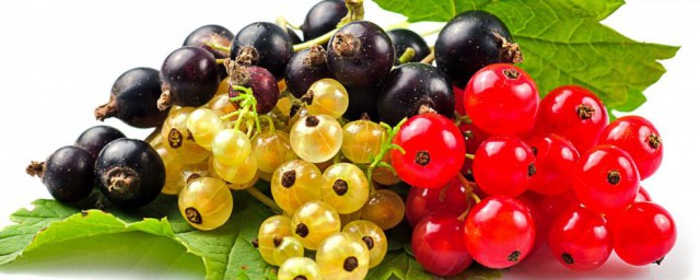 醋栗是啥(果醋栗是什么)