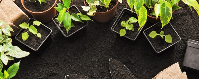 最耐阴的植物有哪些(耐阴性强的植物有哪些)