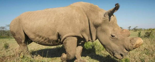 白犀牛有哪些特点(白犀牛象征什么)