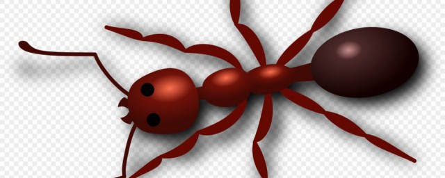 怎么才能消灭掉家里小红蚂蚁(如何消除家里的红蚂蚁)