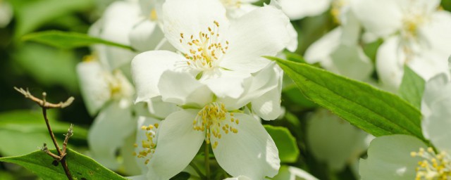 喝茉莉花有什么好处(喝茉莉花有啥好处)