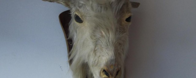 羊头毛如何处理好(羊头怎么去毛干净)