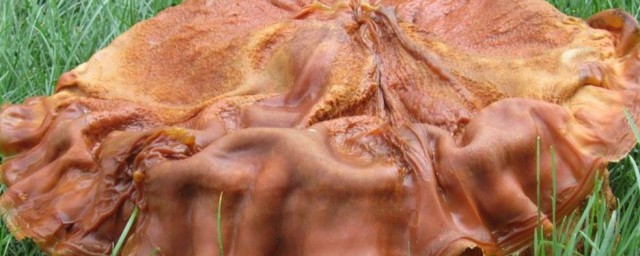 太岁简单介绍(太岁 百度百科)