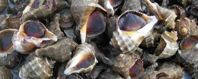 红螺水煮多久好(红螺的做法煮多久)