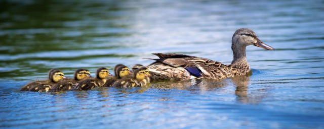 鸭子的尾巴有哪些作用(鸭子的尾巴都有什么作用用处)