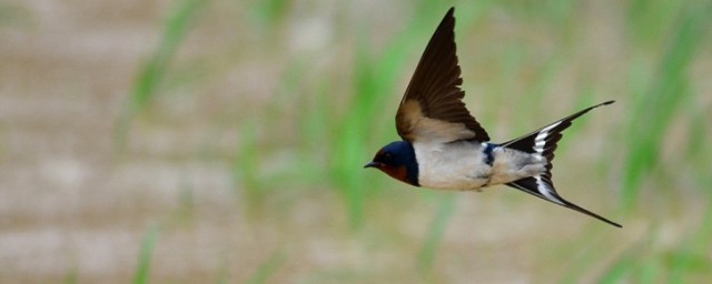 关于燕子的古诗及译文(有关燕子的诗句古诗大全)