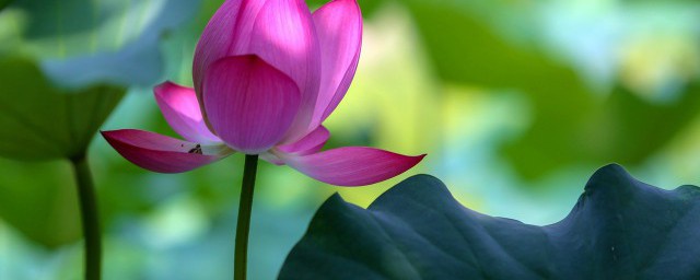 接天莲叶无穷碧映日荷花别样红的解释(接天莲叶无穷碧映日荷花别样红怎么解释)