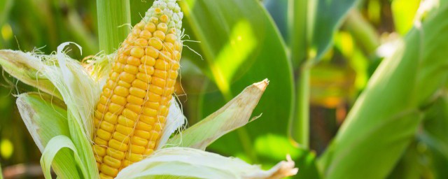 玉米储存更长时间要怎么做(玉米该怎样保存才能放长久)