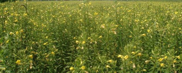 含黄花草油酸食物有哪些(含黄花草油酸类食物)